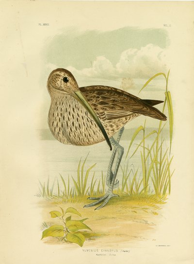 Australian Curlew Or Far Eastern Curlew, 1891 by Gracius Broinowski